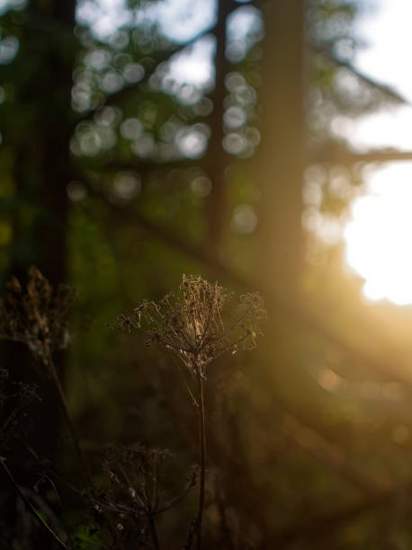 istock cobwebs on wild grass at dawn 1193663199