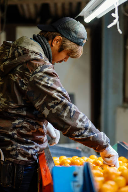 A small business farm owner sorting oranges in a large machine at his citrus farm