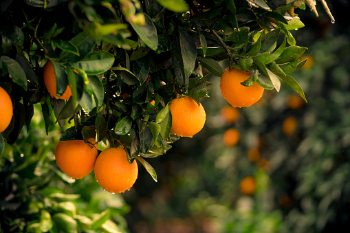 Orange - Fruit, Tangerine, Citrus Fruit, Fruit, Turkey - Middle East, Rain