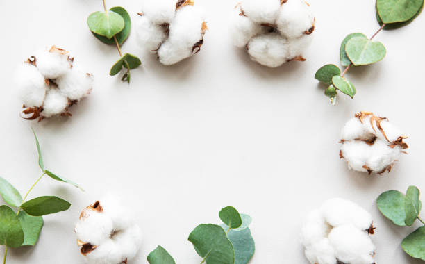 istock Cotton flowers and eucalyptus 1193669264
