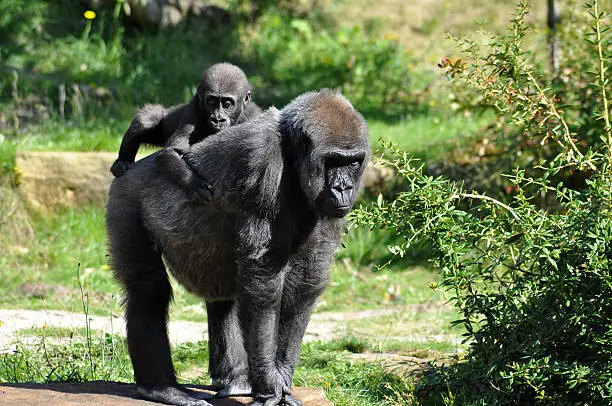 Photo of Gorilla baby and mother