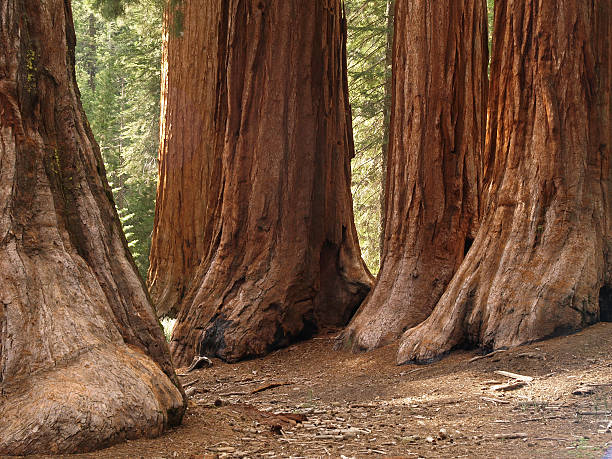 istock Mariposa Grove Redwoods 119367124
