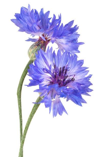 flower isolated Studio Shot of Blue Colored Cornflower Isolated on White Background. Large Depth of Field (DOF). Macro. Close-up. cornflower photos stock pictures, royalty-free photos & images