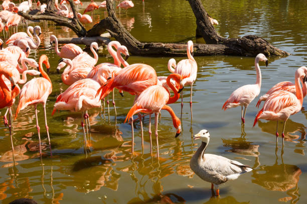 istock Group of pink flamingos 1193672417