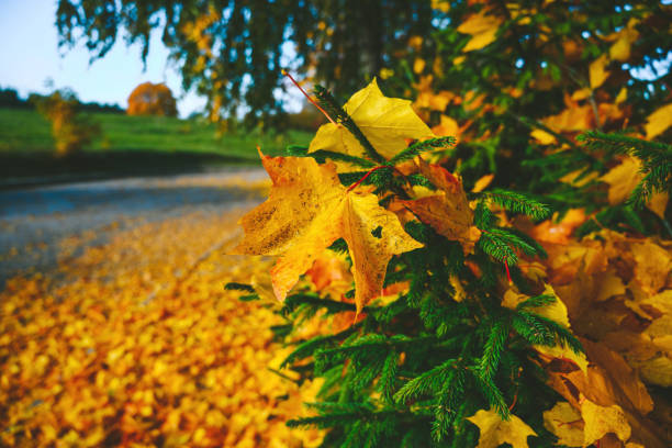 Photo taken in Kernave, Lithuania