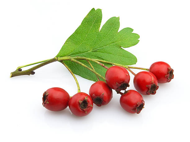 Red hawthorn isolated on a white background stock photo