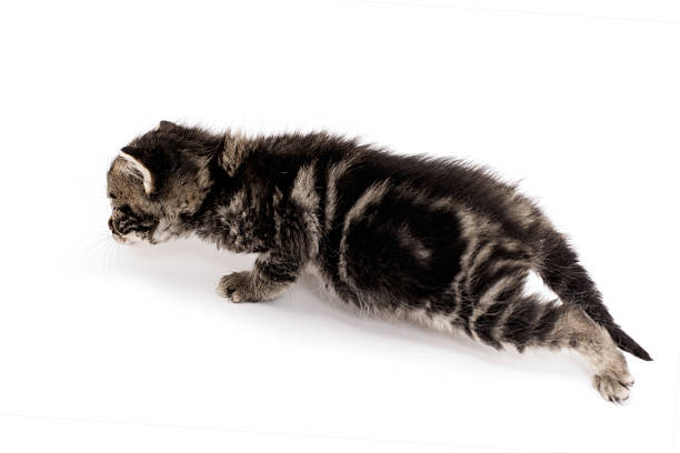 istock Baby Cat Escape From Dangers 119367703