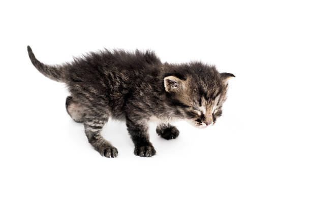 istock Baby Cat Try To Walking 119367722