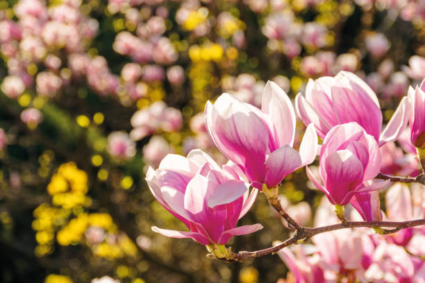 istock pink blossom of magnolia tree 1193677494