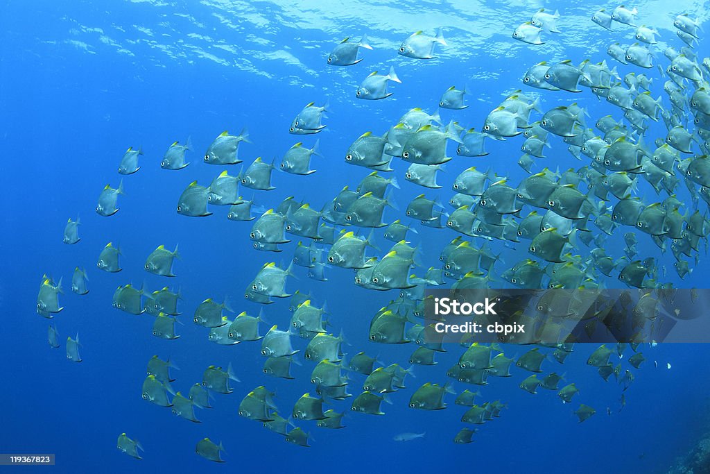 Dartfish - ヒメツバメウオのロイヤリティフリーストックフォト