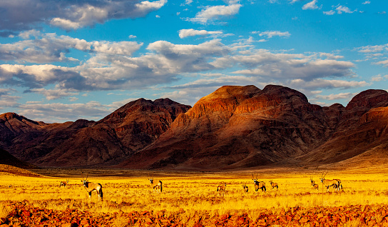 Gemsbok antelope on a field of grass with mountains in the background at dusk in southern Namibia, Namib-Naukluft conservation area.