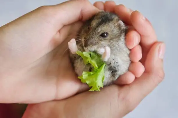Small fluffy gray Dzungarian hamster eating green leaf of lettuce in child hand closeup