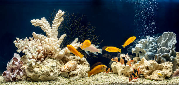 aquarium d'eau douce dans le modèle pseudo-marin. aquascape et aquadesign de l'aquarium. - hobbies freshwater fish underwater panoramic photos et images de collection