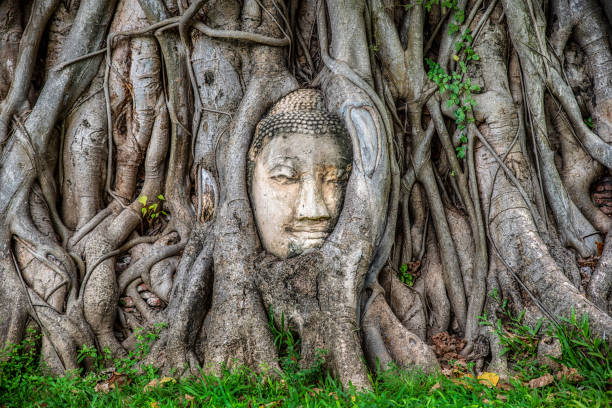 มุมมองด้านหน้าของพระพุทธรูปในต้นไม้, อยุธยา, ประเทศไทย - buddha face ภาพสต็อก ภาพถ่ายและรูปภาพปลอดค่าลิขสิทธิ์