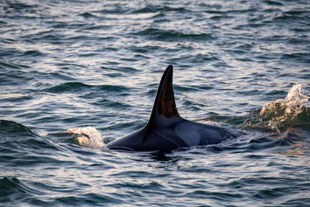 istock orca killer whale in mediterranean sea 1193683430