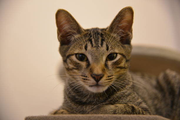 istock Close shot of Cat 1193686361