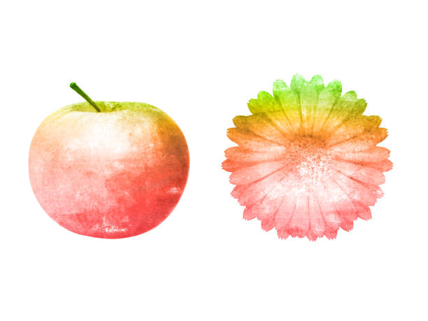 istock watercolor apple with flower isolated on a white background. 1193688648