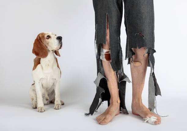 Beagle and his owner in torn pants and bitten feet. Cute Beagle and his owner in torn pants and bitten feet. Conceptual image on the theme of animal education. dog aggression education friendship stock pictures, royalty-free photos & images