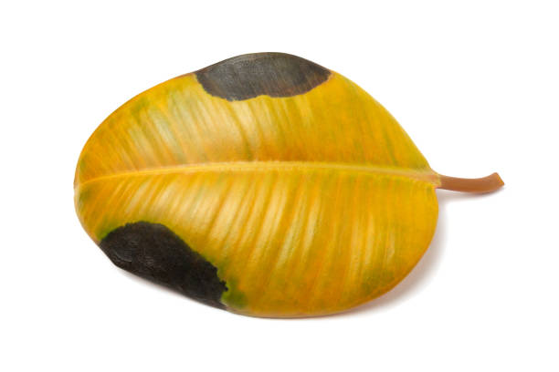 dry ficus leaf with black spots on a white background