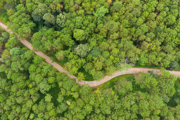 vista aérea de camino sinuoso con bosque de pinos en montaña. paisaje vista de pájaro del paisaje de la carretera de asfalto. vista alta desde drones guardar el transporte de la unidad y el viaje en el concepto de campo - thailand forest outdoors winding road fotografías e imágenes de stock