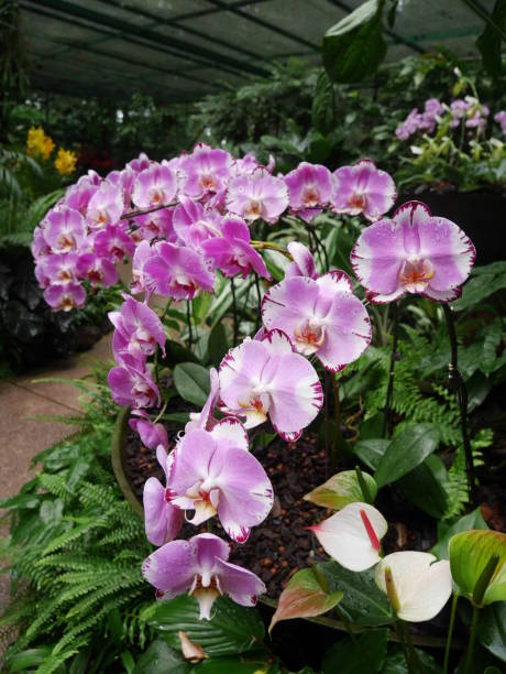 Close shot of flower