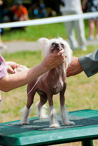 cane di ispezione - exhibition of dog foto e immagini stock