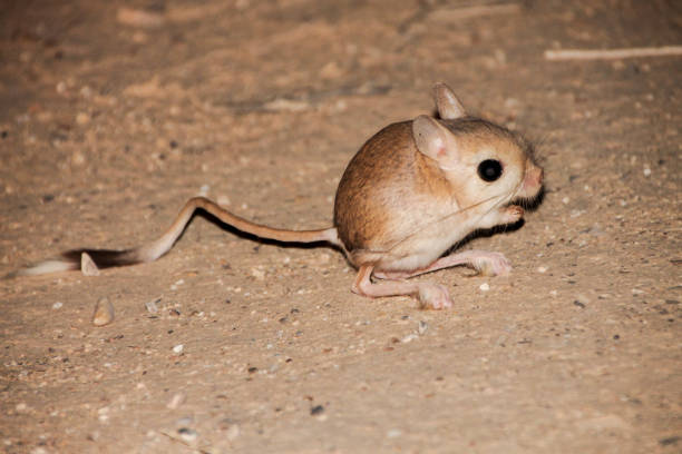 istock cute little jerboah in the desert 1193694488