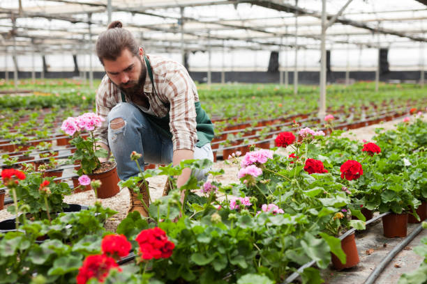 istock Gardener examining plants of geranium 1193695627