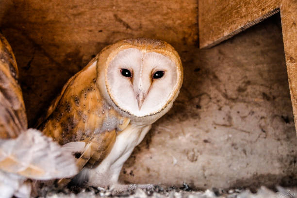 istock barn owl looking at you 1193695673