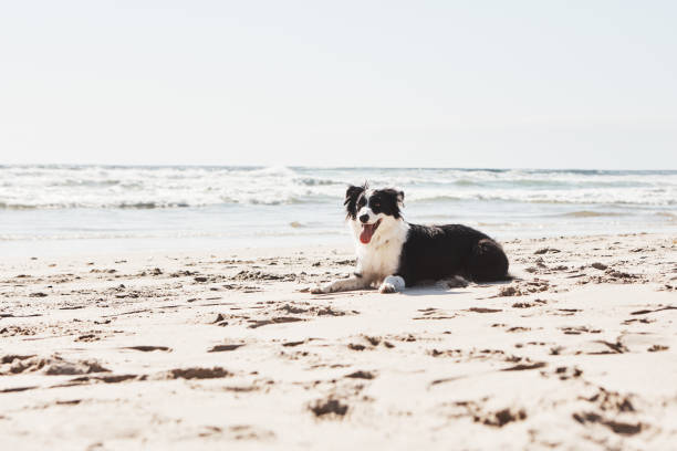 strandtage sind besser, wenn sie einen canine pal mitbringen - photography nature animals and pets beach stock-fotos und bilder