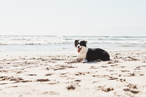 Shot of an adorable Border Collie at the beach
