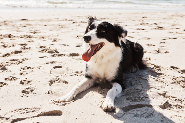 istock Just a good boy basking on the beach 1193697031
