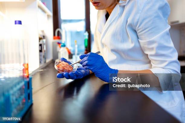 Researcher Inspecting Meat Sample In Laboratory Stock Photo - Download Image Now - Food, Laboratory, Meat