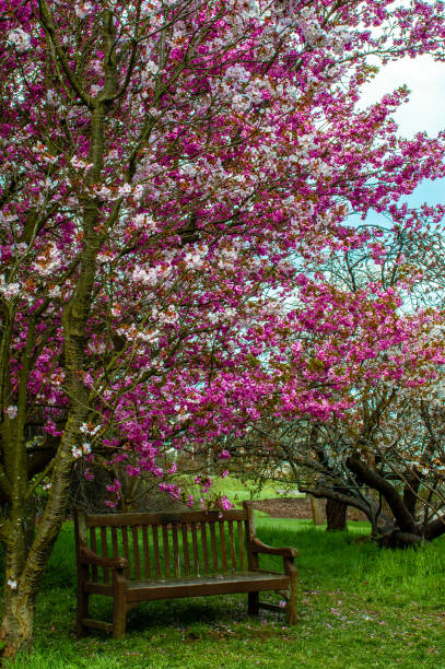 istock Bench under a blooming cherry tree.  Cherry blossom tree in the park. Quiet place to relax in the park among the spring trees.