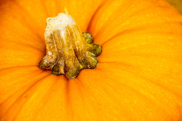 istock Organic pumpkin details from macro shot 1193698666