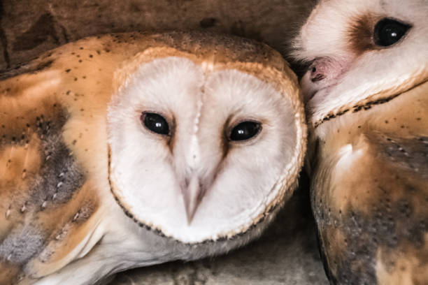 istock barn owl looking at you 1193698692