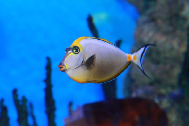 istock Naso lituratus or barcheek unicornfish 1193698792