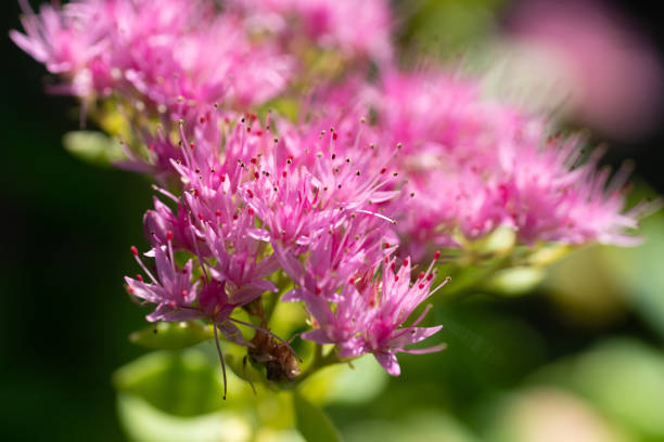 集中的にピンクの石作物の花 - succulent plant sedum temperate flower perennial ストックフォトと画像