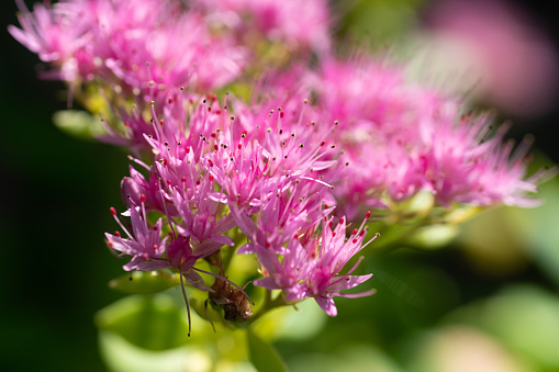 Close-up of an intensively pink stonecrop flower
