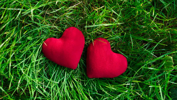 istock Two red hearts in the green grass 1193699292