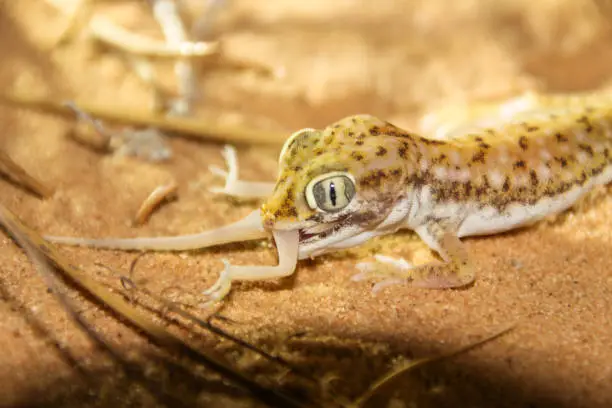 gecko cannibalism in the desert