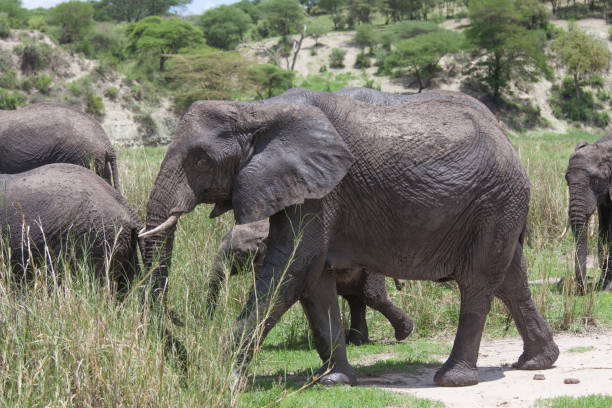 istock Group elephants walking in the Serengeti 1193699960