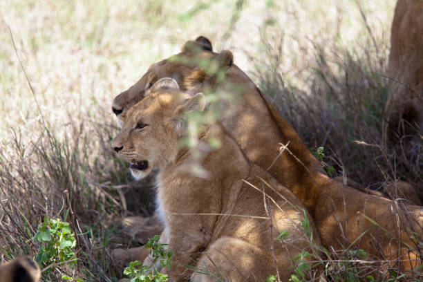 istock Leoncino and lioness rest in the shade 1193699979