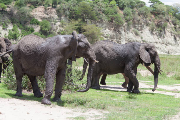 istock Elephant group in Serengeti Park 1193700118