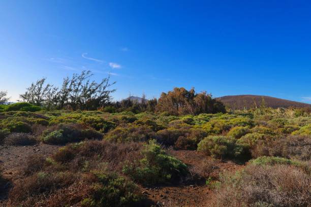 istock Green lands in Gran Canaria 1193700186