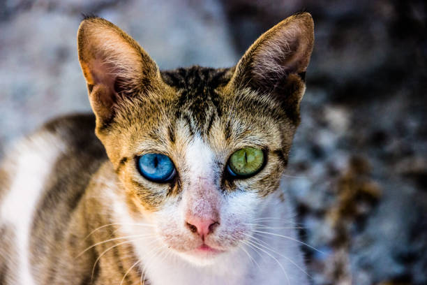cat eye