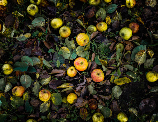 upadłe jabłka na ziemi - apple rotting fruit apple tree zdjęcia i obrazy z banku zdjęć