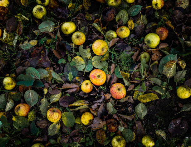 maçãs caídas na terra - abundance apple red yellow - fotografias e filmes do acervo