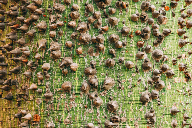 istock Ceiba Speciosa Tree Trunk 1193701519