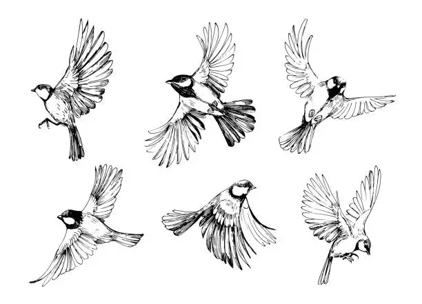 Vector illustration of Seamless pattern with flying birds. Titmouse sketch. Outrline with transparent background. Hand drawn illustration converted to vector